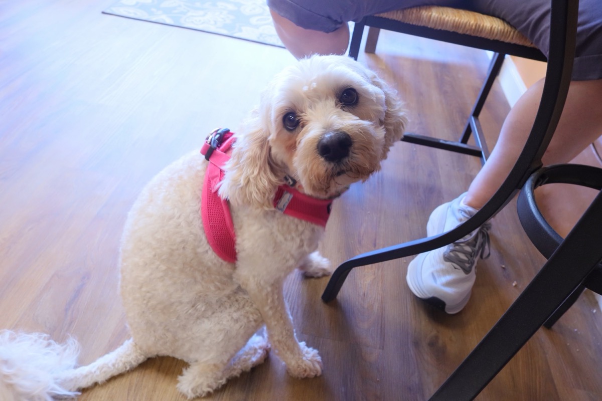 Friendly bakery dog sitting happily in the shop